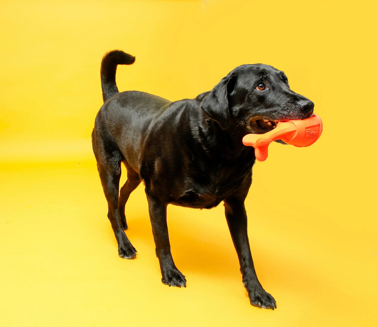 Dog Toy S1628