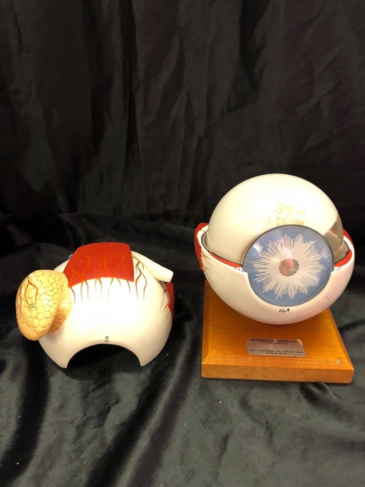 Giant Five Part Eye Anatomical Model S943