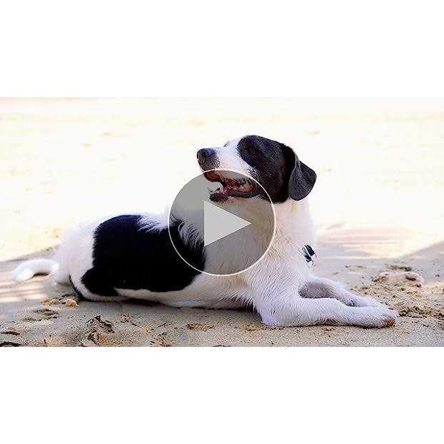 Dog Conditioner U727