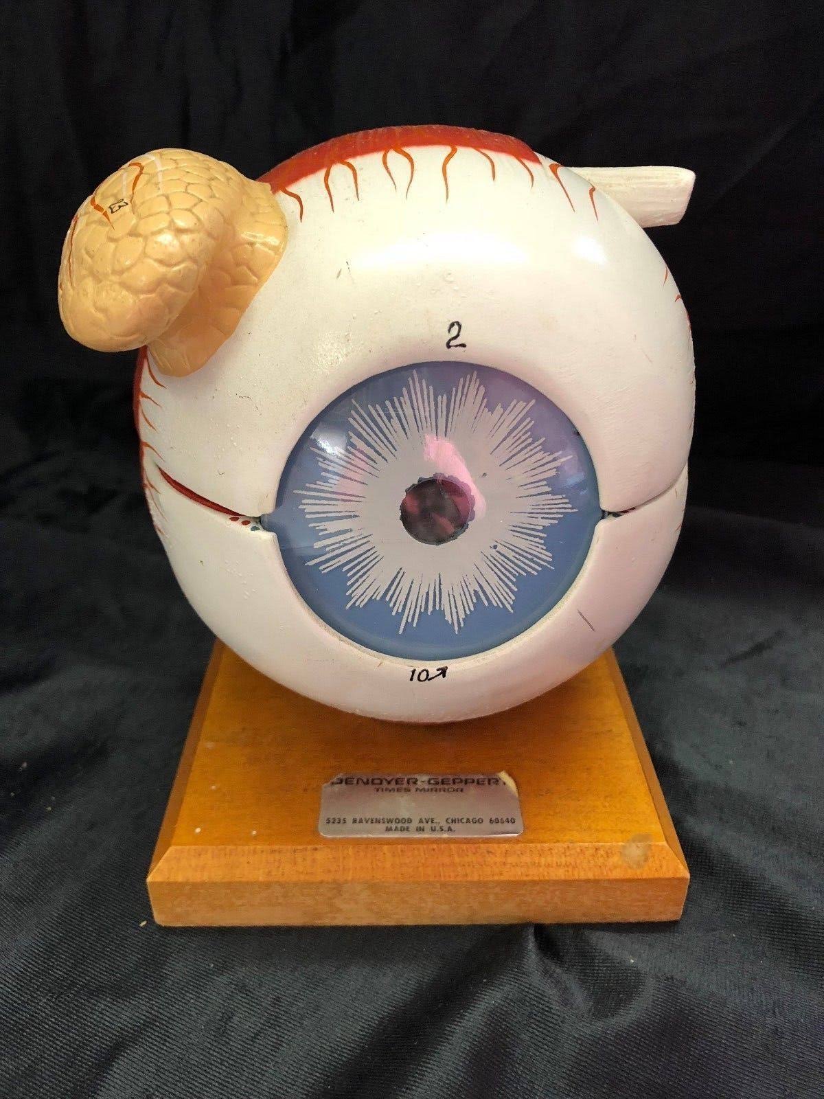 Giant Five Part Eye Anatomical Model S943