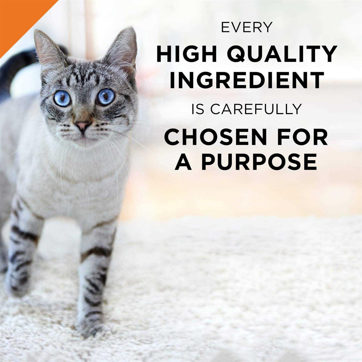 Seafood Entree Wet Cat Food D918