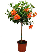 Double Peach Flower Hibiscus Tree 38" to 44" C1380