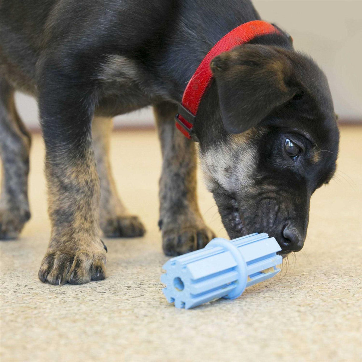Dog Toy Puppy Teething Stick N441812