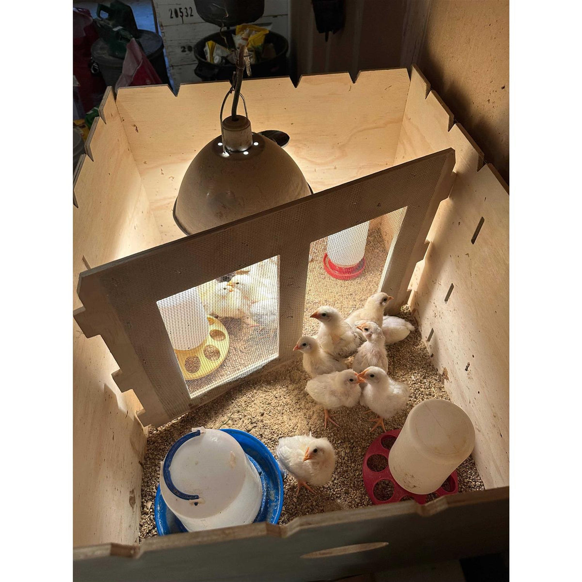 Chick Brooder Box Q653