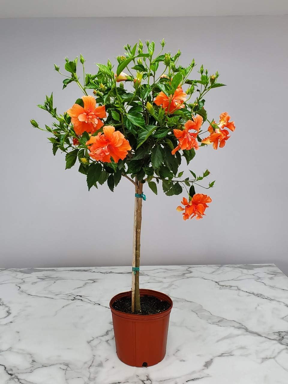 Double Peach Flower Hibiscus Tree 38" to 44" C1380