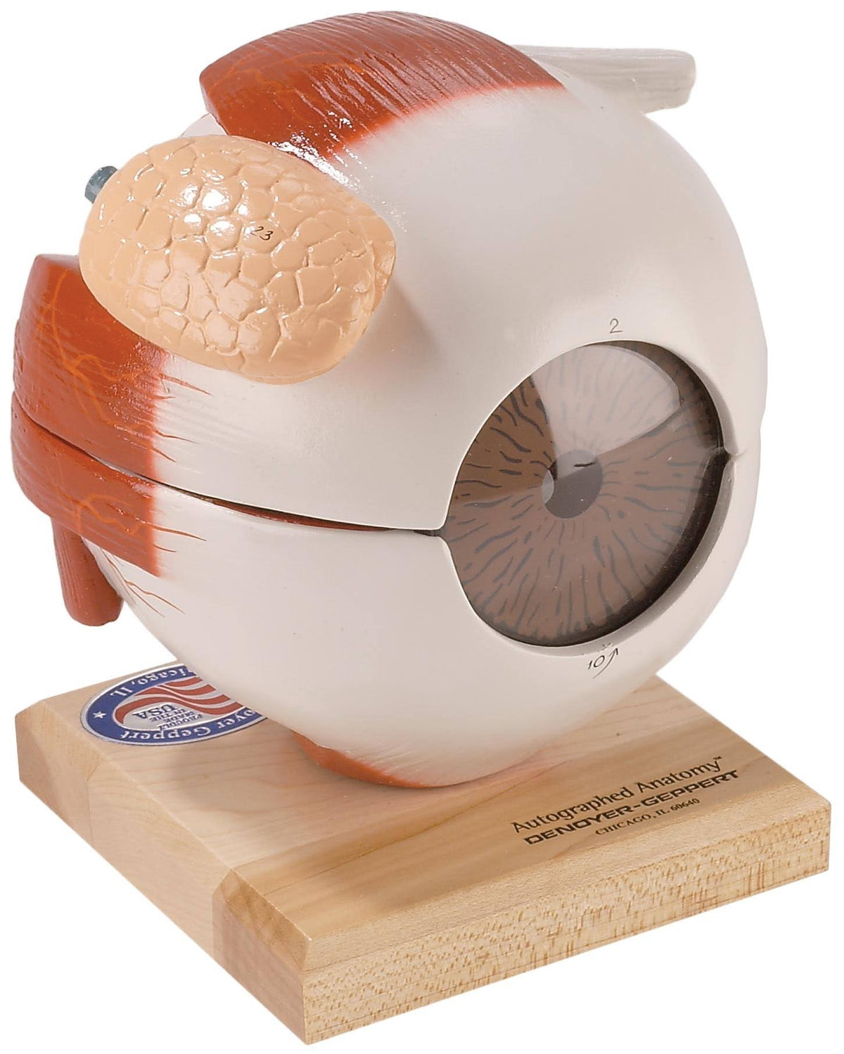 Giant Five Part Eye Anatomical Model S943