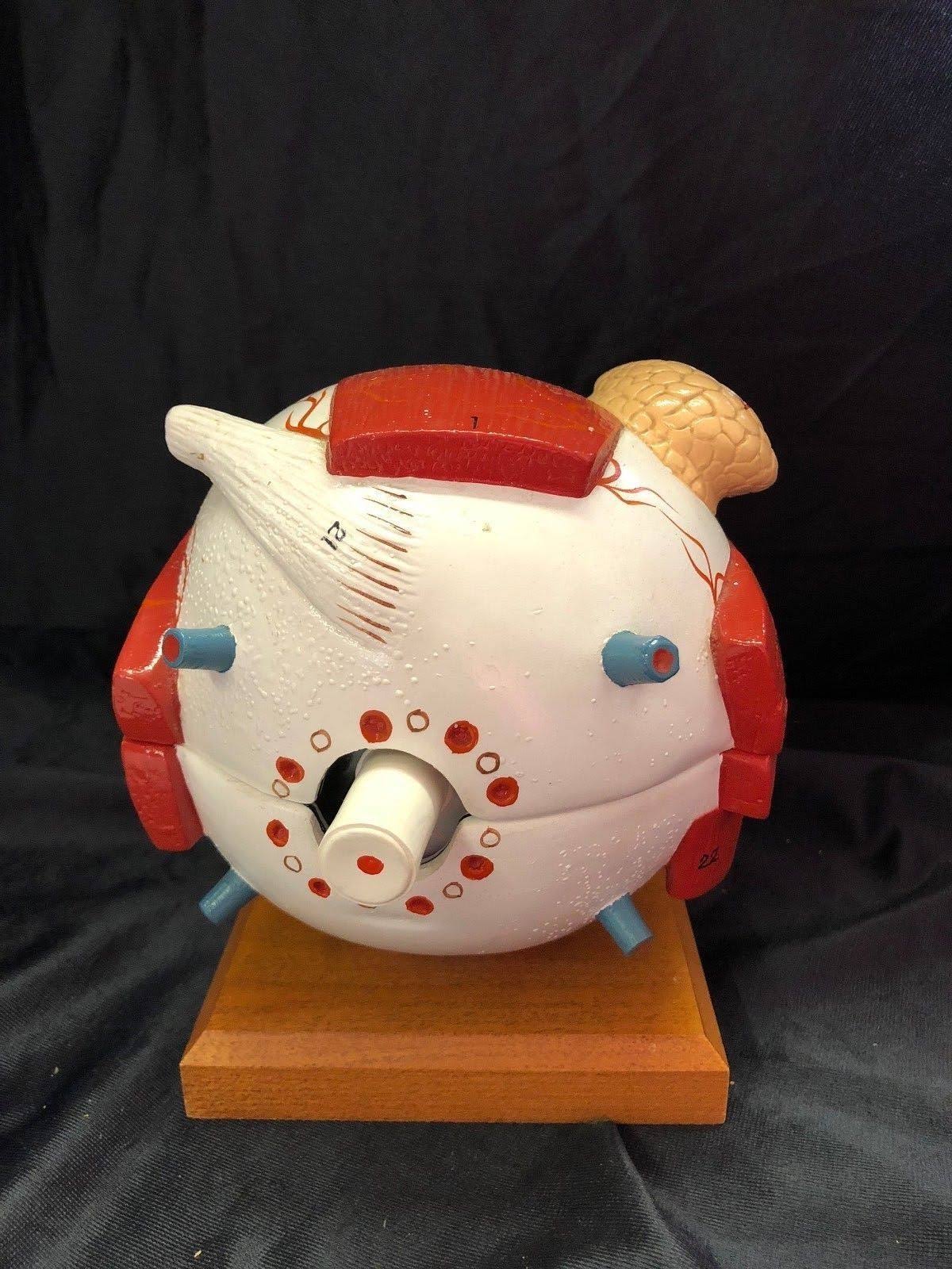 Giant Five Part Eye Anatomical Model S943
