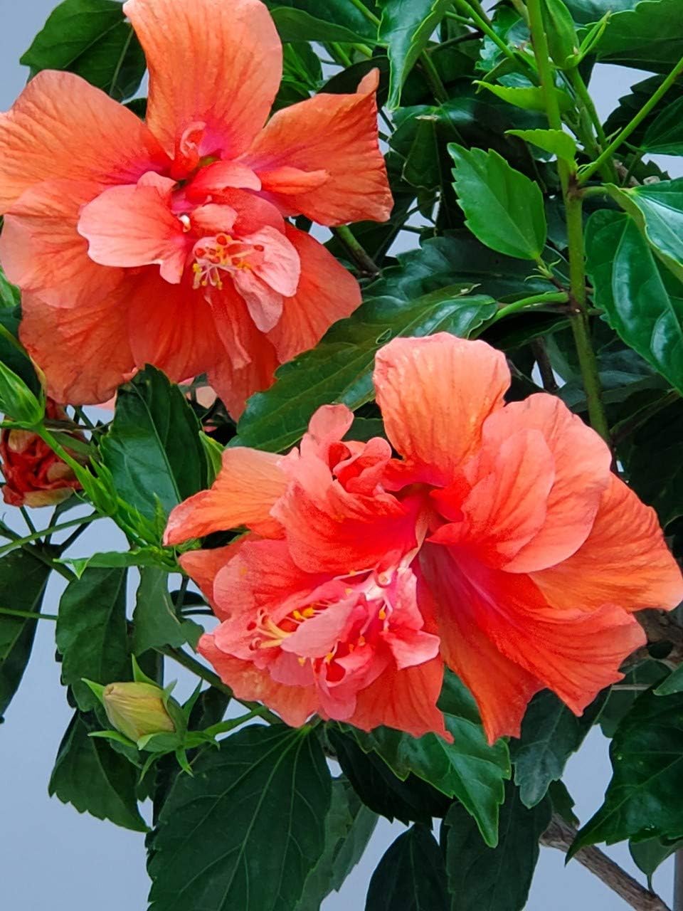 Double Peach Flower Hibiscus Tree 38" to 44" C1380