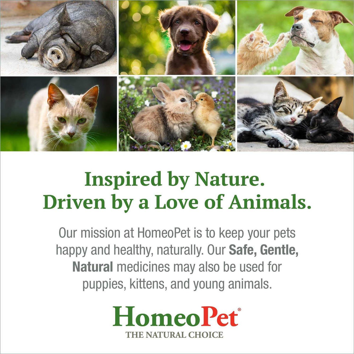 Feline Dental for Cats N901