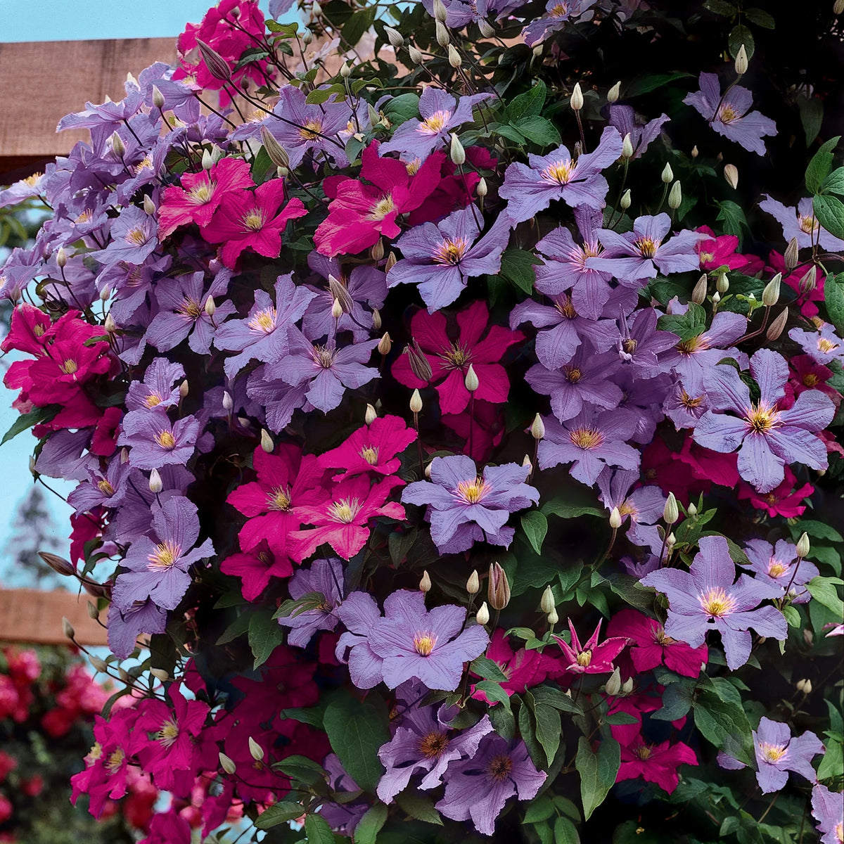 1 qt. Multicolor Clematis Perennial Plants W1417