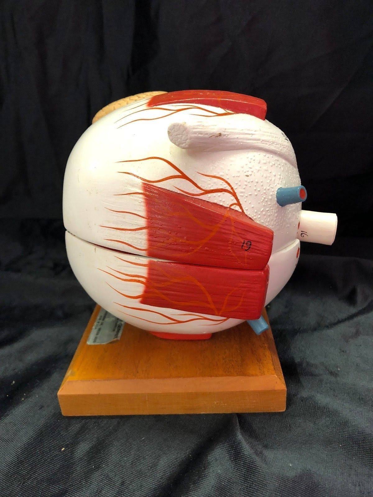 Giant Five Part Eye Anatomical Model S943