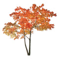 Orange Tree Wall Decals G457981