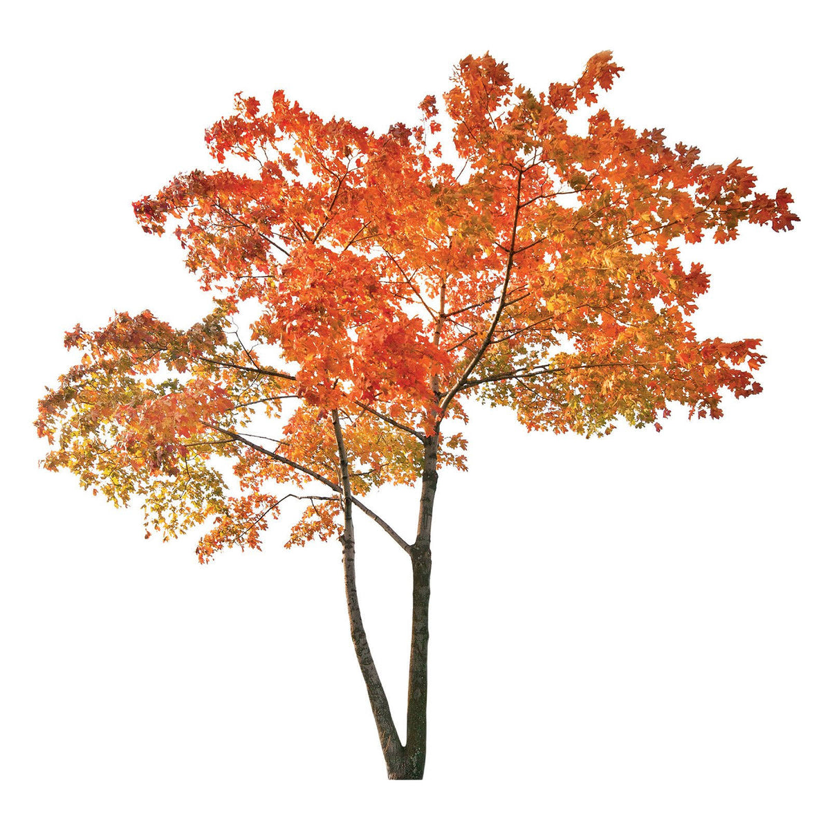 Orange Tree Wall Decals G457981
