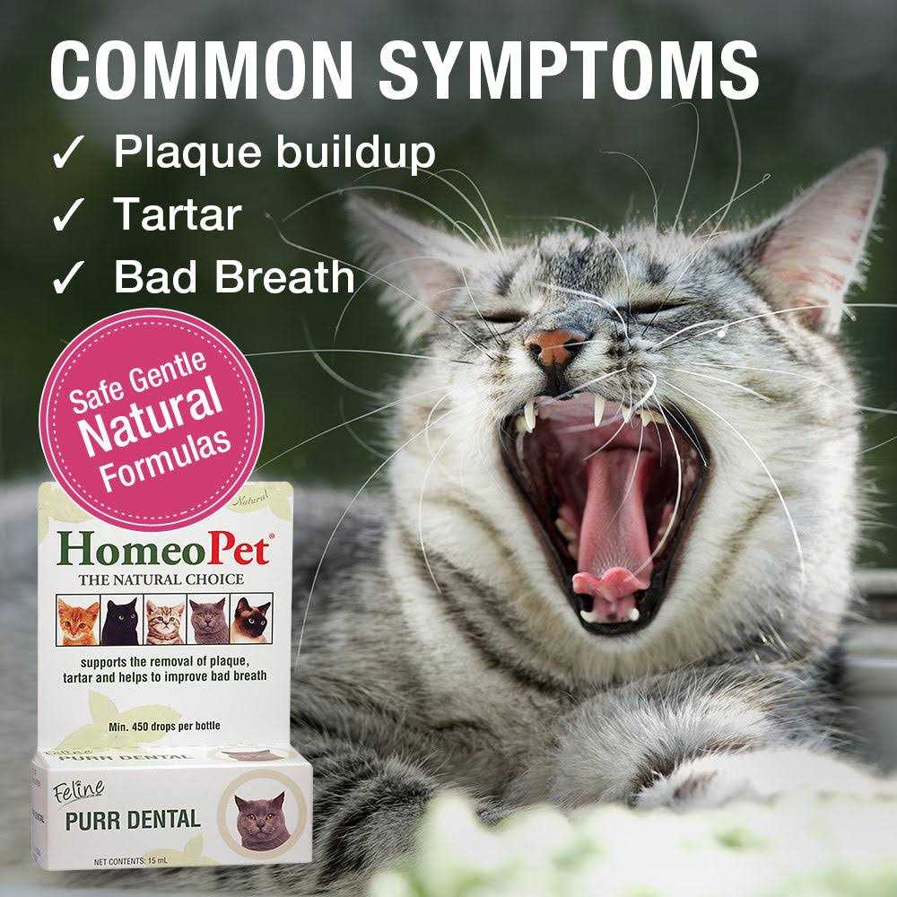 Feline Dental for Cats N901